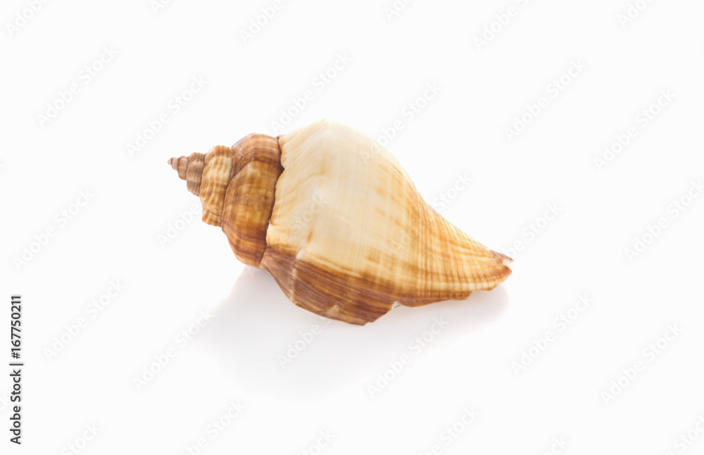 Sea shell on white background