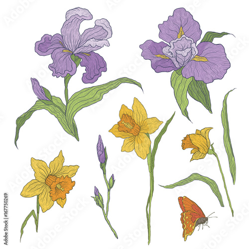 Vector illustration of graphically colored hand-drawn flowers. Blooming irises and daffodils. Branch with unopened buds and leaves. Elements for design isolated on white background.
