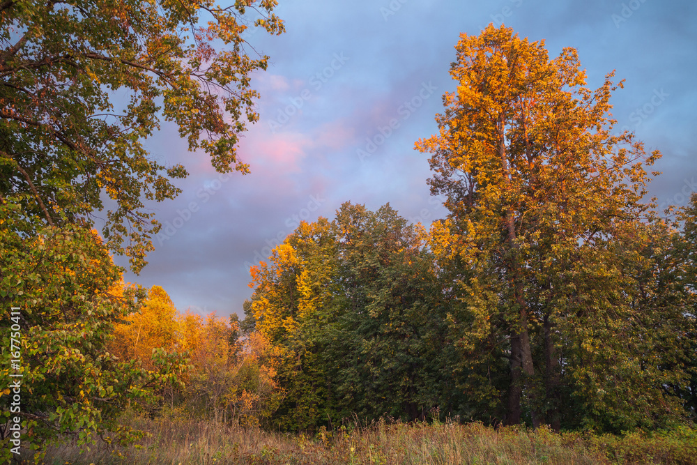 yellow leaves of trees illuminated by the evening sun yellow leaves of trees illuminated by the evening sun