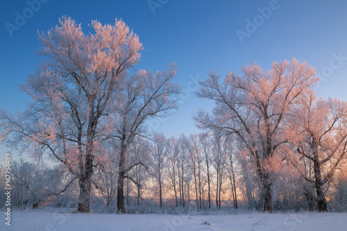 small poplar grove frosty winter evening