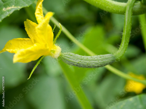 Flowering and fruiting cucumbers in industrial horticulture