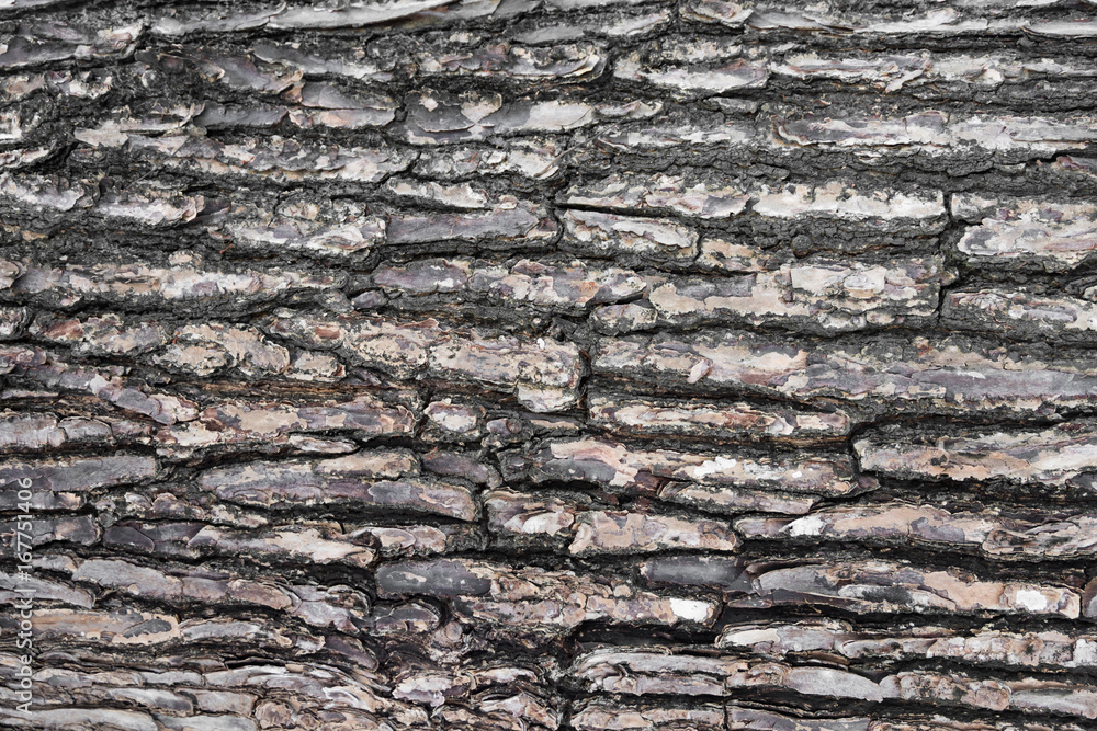 Tree bark texture. Tree bark texture.