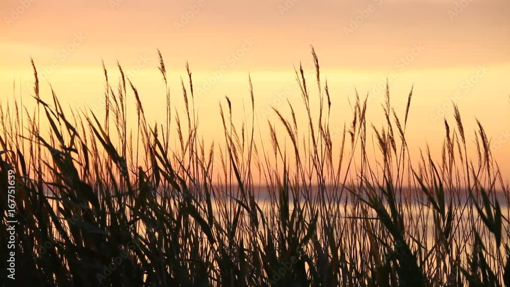 Atlantic ocean coastline with bulrush at sunset Atlantic ocean coastline with bulrush at sunset