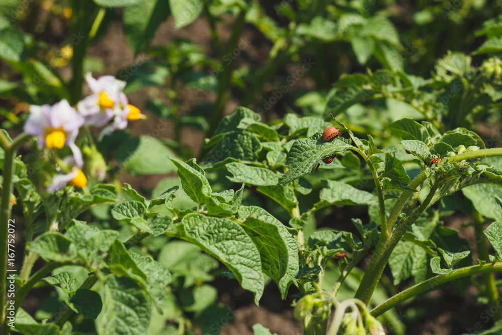 Green shrubs of potato on the field Green shrubs of potato on the field