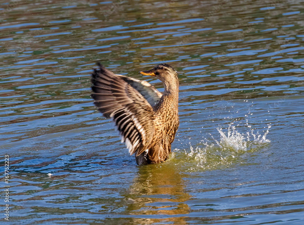 A duck flapping his wings on the water. A duck flapping his wings on the water.