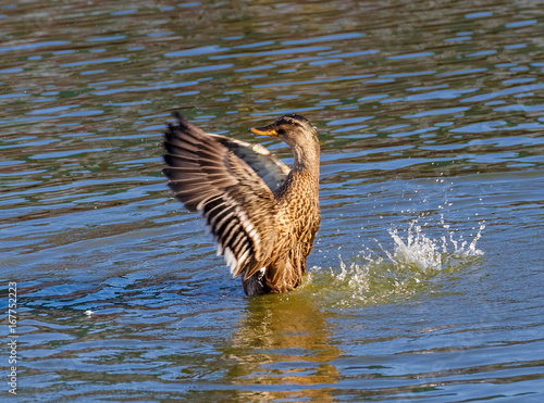 A duck flapping his wings on the water.