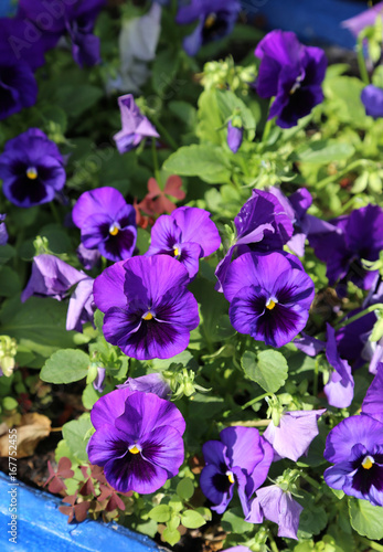 Beautiful bright violet flovers