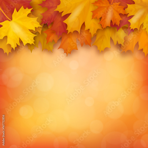 Autumn maple leaves on blurry background. Realistic vector illustration.