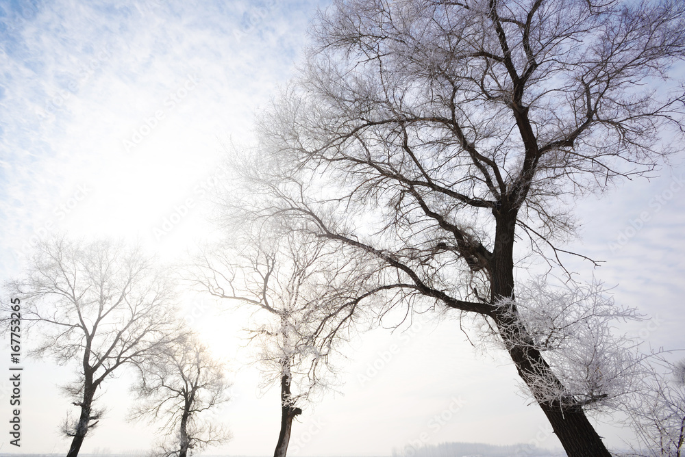 Rime on trees,Jilin Province,China. Rime on trees,Jilin Province,China.