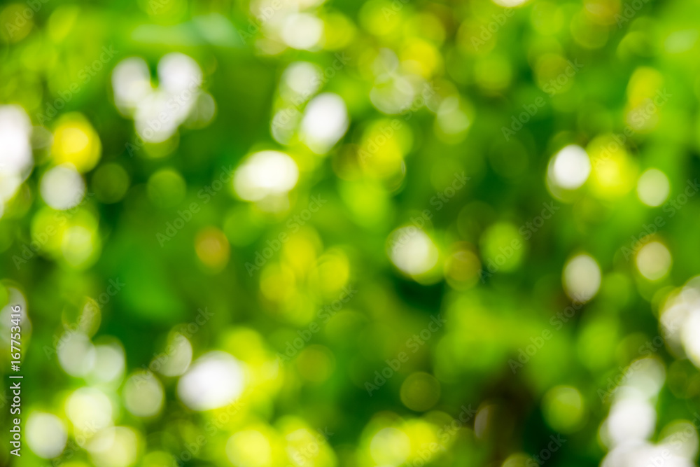 Obraz premium Nature bokeh background.