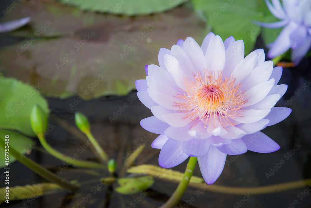Beautiful  Lotus flowe.Nature background.