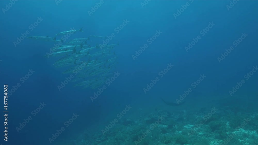 Manta ray and a school of Barracudas swimming on a colorful coral reef. 4k footage Manta ray and a school of Barracudas swimming on a colorful coral reef. 4k footage
