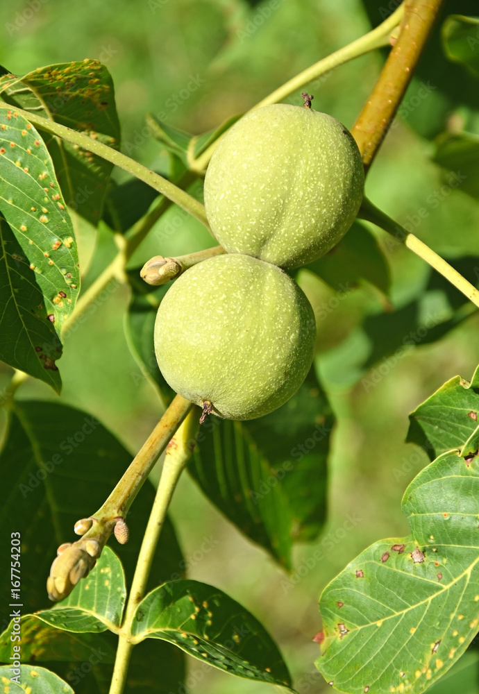 Leaves of a walnut tree in summer