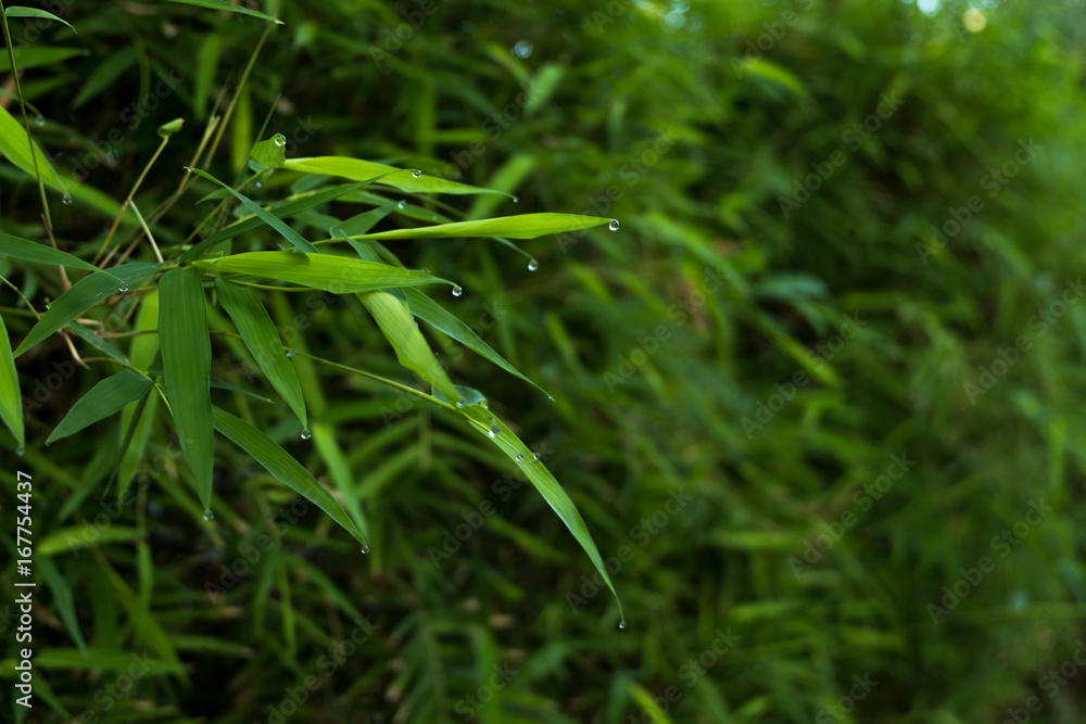 Bamboo leaves background.