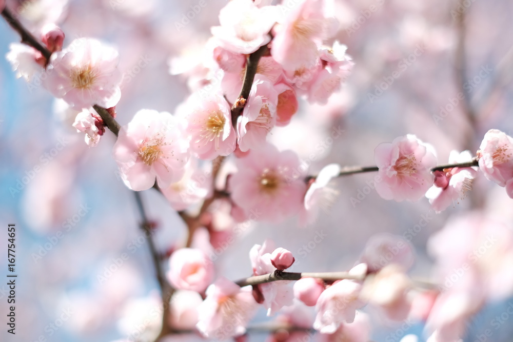 Fototapeta premium plum blossoms in Kairakuen Mito Japan