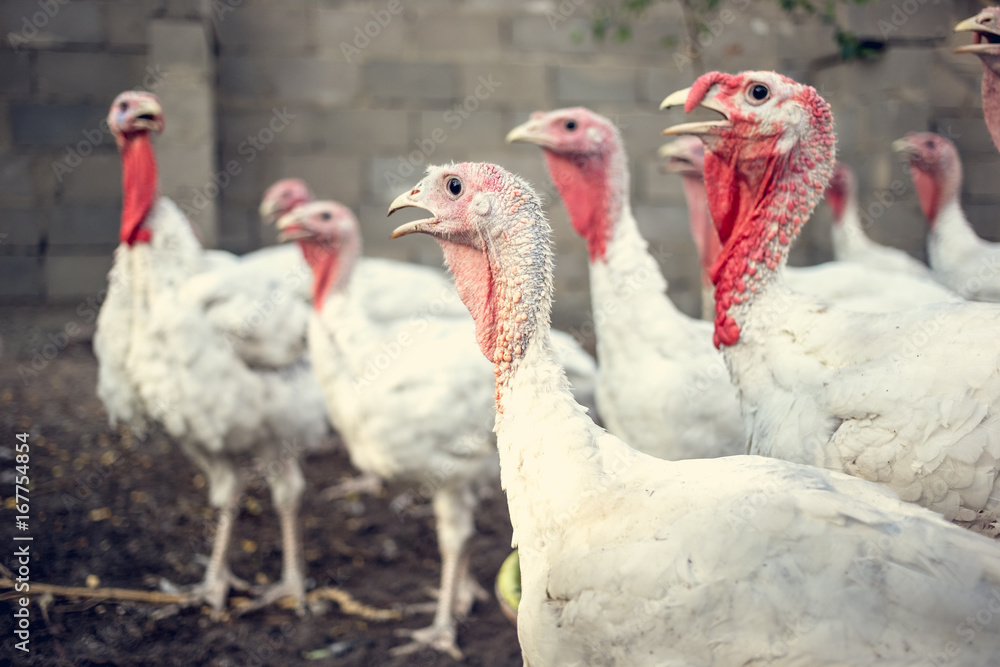 Naklejka premium White turkeys on the farm