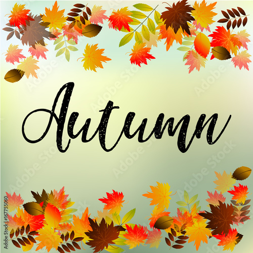 Autumn typographic. Fall leaf. Vector