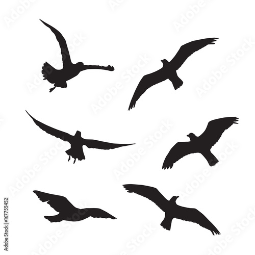 Seagull Set Silhouettes on the white background © ColorValley