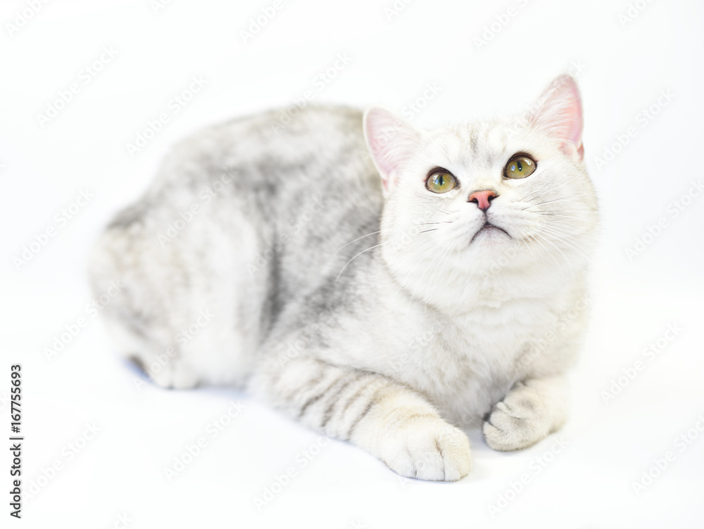 Obraz premium Lovely cat with gray-white hair