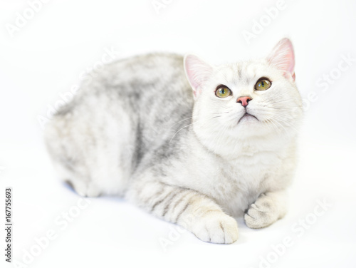 Fototapeta Naklejka Na Ścianę i Meble -  Lovely cat with gray-white hair