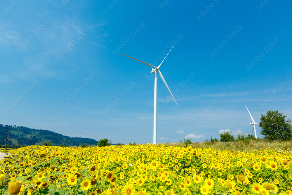 Wind turbines standing in sunflower field over a deep blue sky. Renewable energy ecological concept