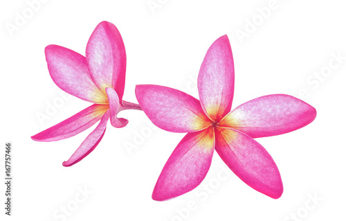 Tropical flowers frangipani  plumeria  isolated on white background