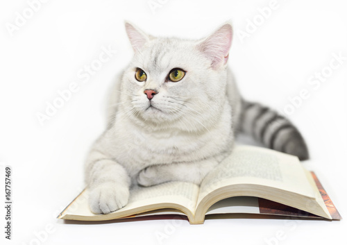 Lovely cat reading a book.