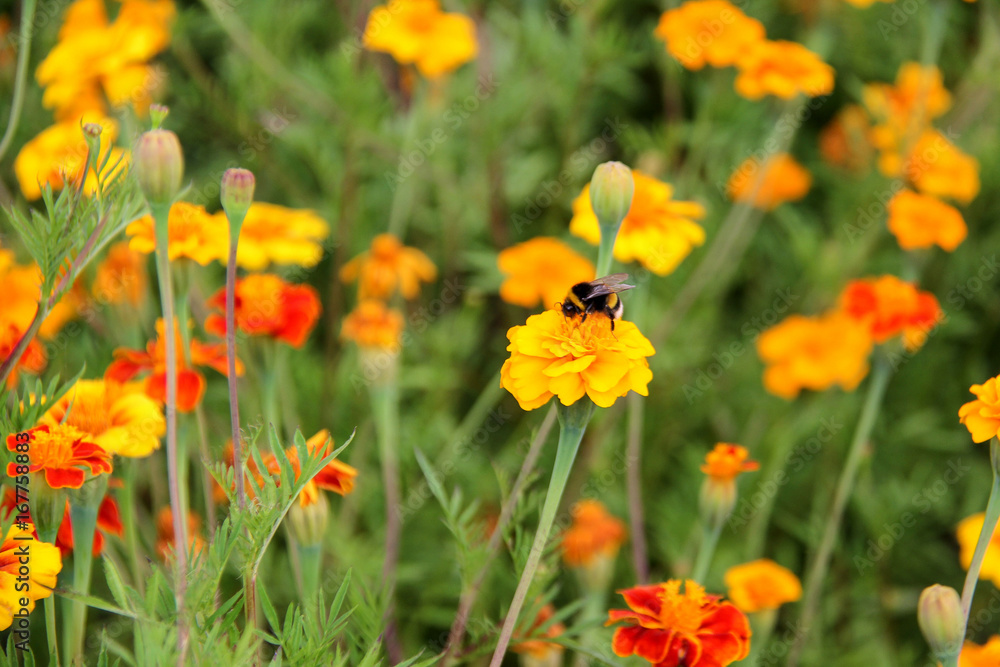: bee bumblebee drink nectar on tagetes marigolds flowers