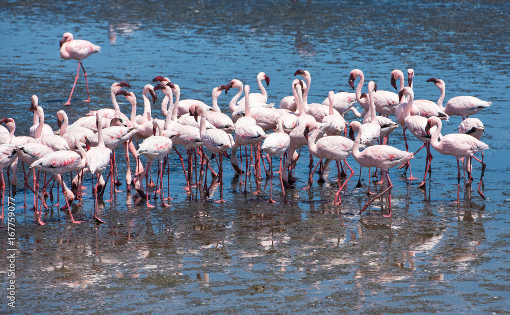Obraz premium Flock of flamingos at Walvis Bay, Namibia