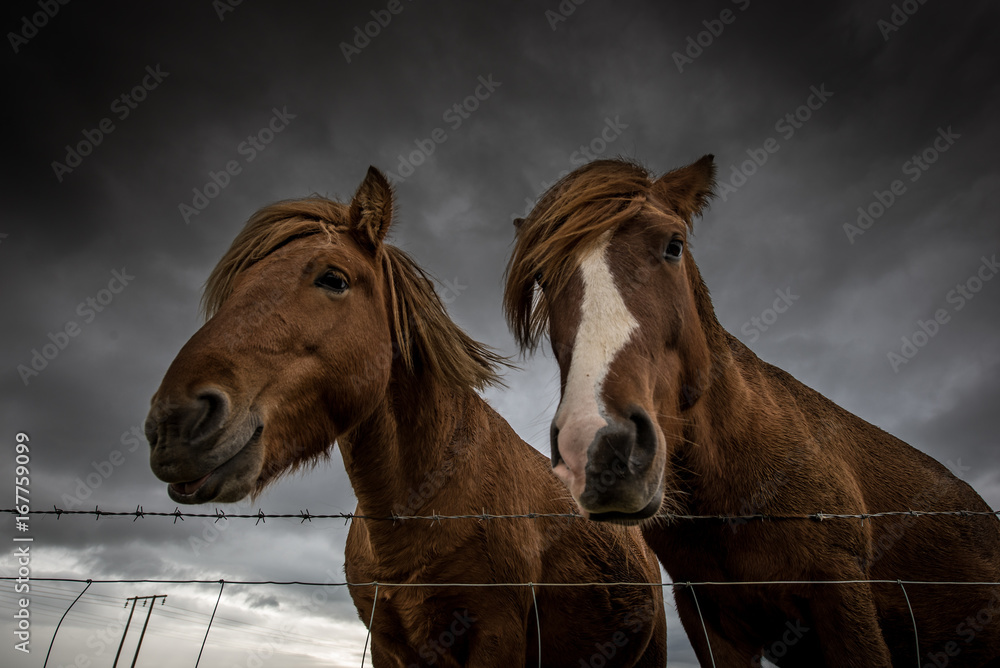 Fototapeta premium Witzige Island-Pferde vor dunklen Wolken
