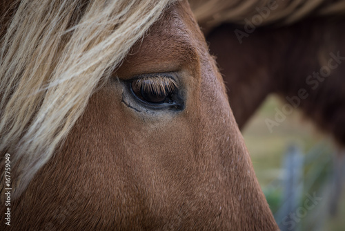Auge eines Island-Pferdes