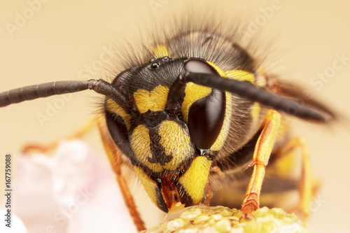 European Wasp, Vespula Vulgaris