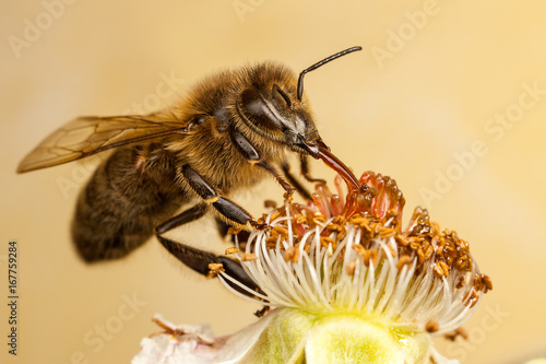 European Honey Bee, Apis mellifera