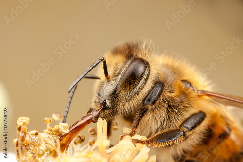 European Honey Bee, Apis mellifera