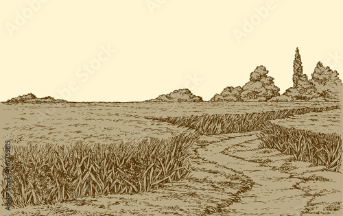 Vector summer landscape. A dirt path through fields of wheat