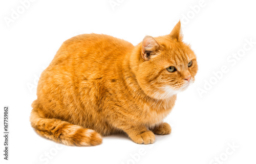 Red cat isolated
