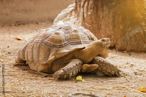 Sulcata tortoise is walking slowly.