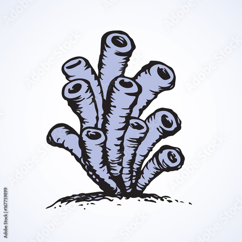 Sea anemone. Vector sketch