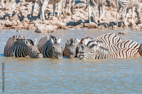 Burchells zebras drinking water in a waterhole in Northern Namibia