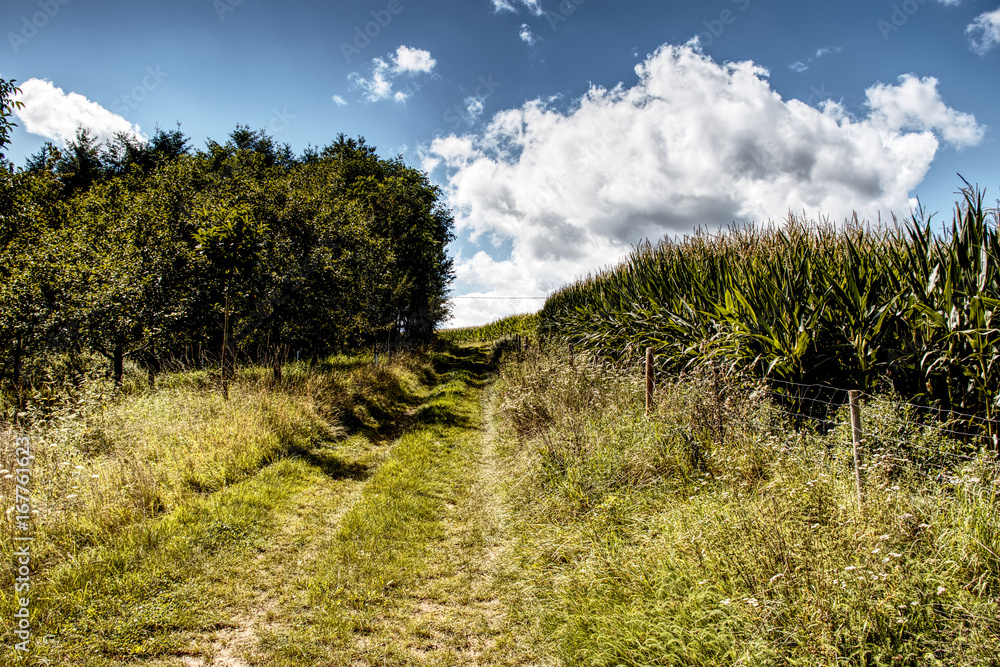 Path besides Cornfield