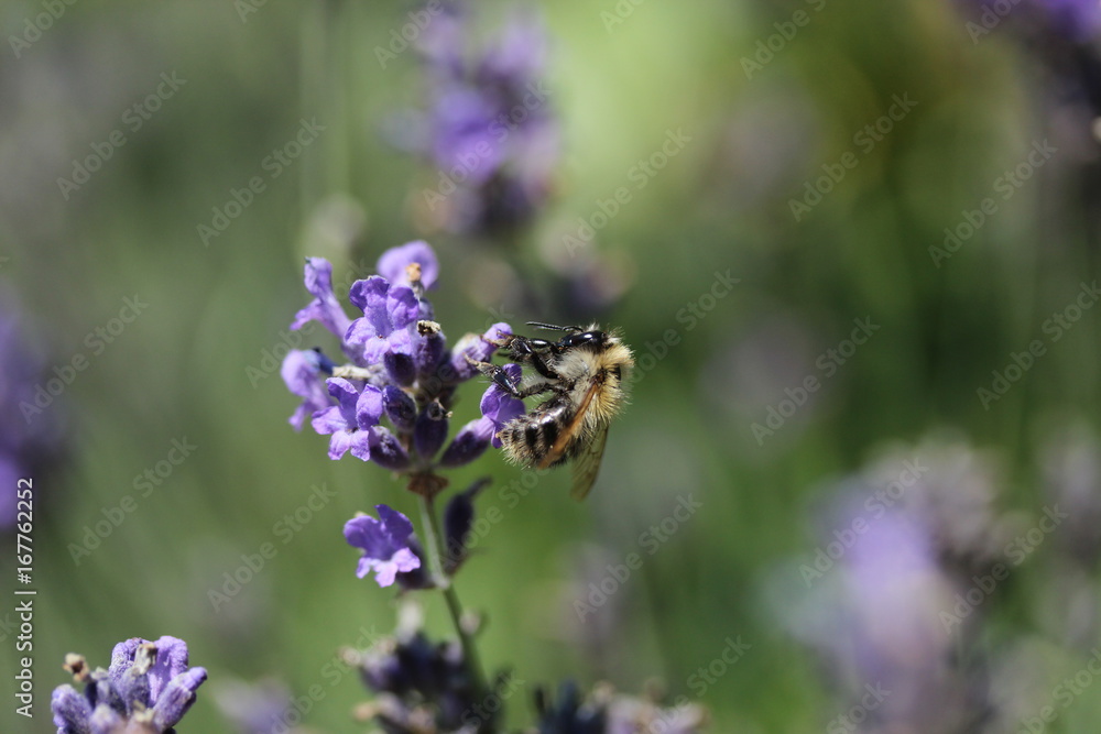 Pelzbiene auf Lavendel Pelzbiene auf Lavendel
