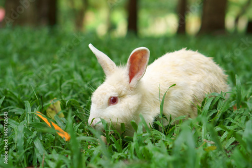 white wild rabbit and red eye eating carrot on meadow and green grass nature with tree in the garden or jungle for animal life background