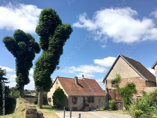 Chateau de La Petite-Pierre (Castle of La Petite Pierre) in a nice summer time, around with Vosges du Nord Natural Regional Park

