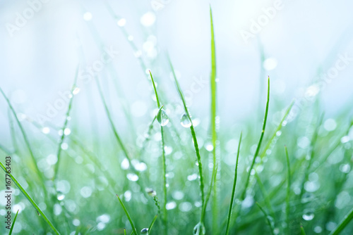 Fresh wet grass in the early morning with droplets of dew close up of a macro with a soft focus on a light blue background. Elegant delicate gentle abstract nature background.