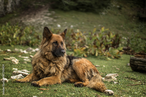 German shepherd dog