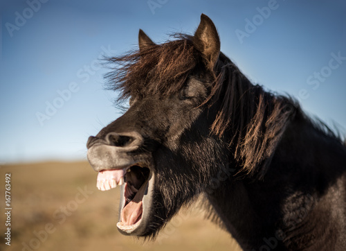 Fototapeta Naklejka Na Ścianę i Meble -  Portrait eines schwarzen, lachenden Island-Pferdes