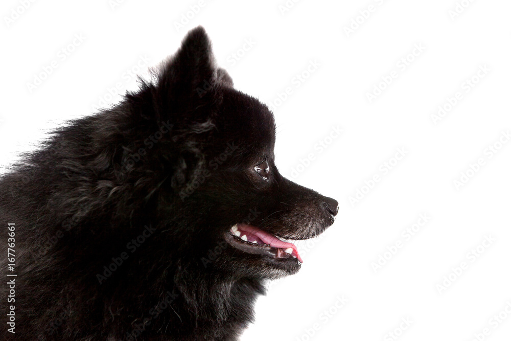 close up side view of black fur of pomeranian puppy dog isolated white background