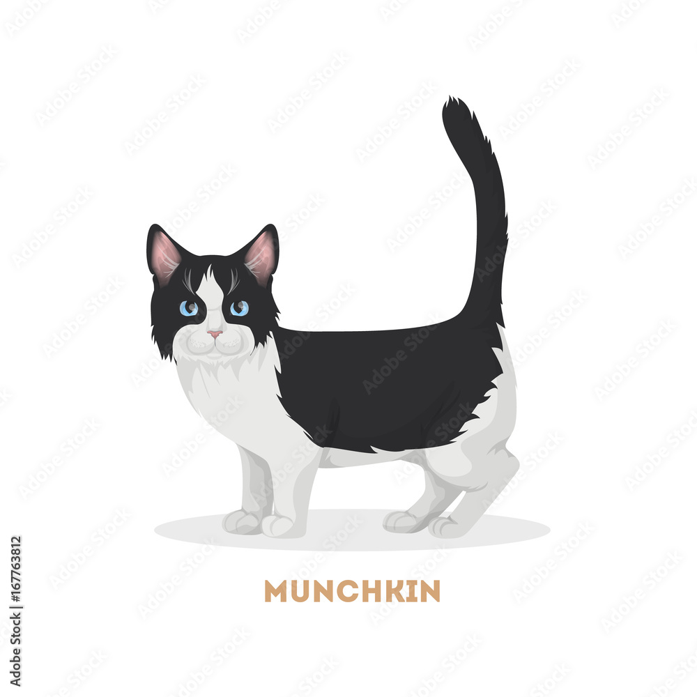 Obraz premium Isolated munchkin cat.