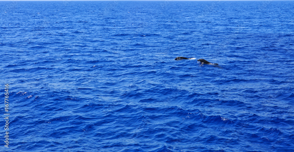 Two dolphin in mediterranean sea.