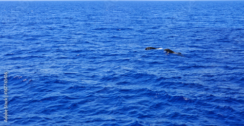 Two dolphin in mediterranean sea.